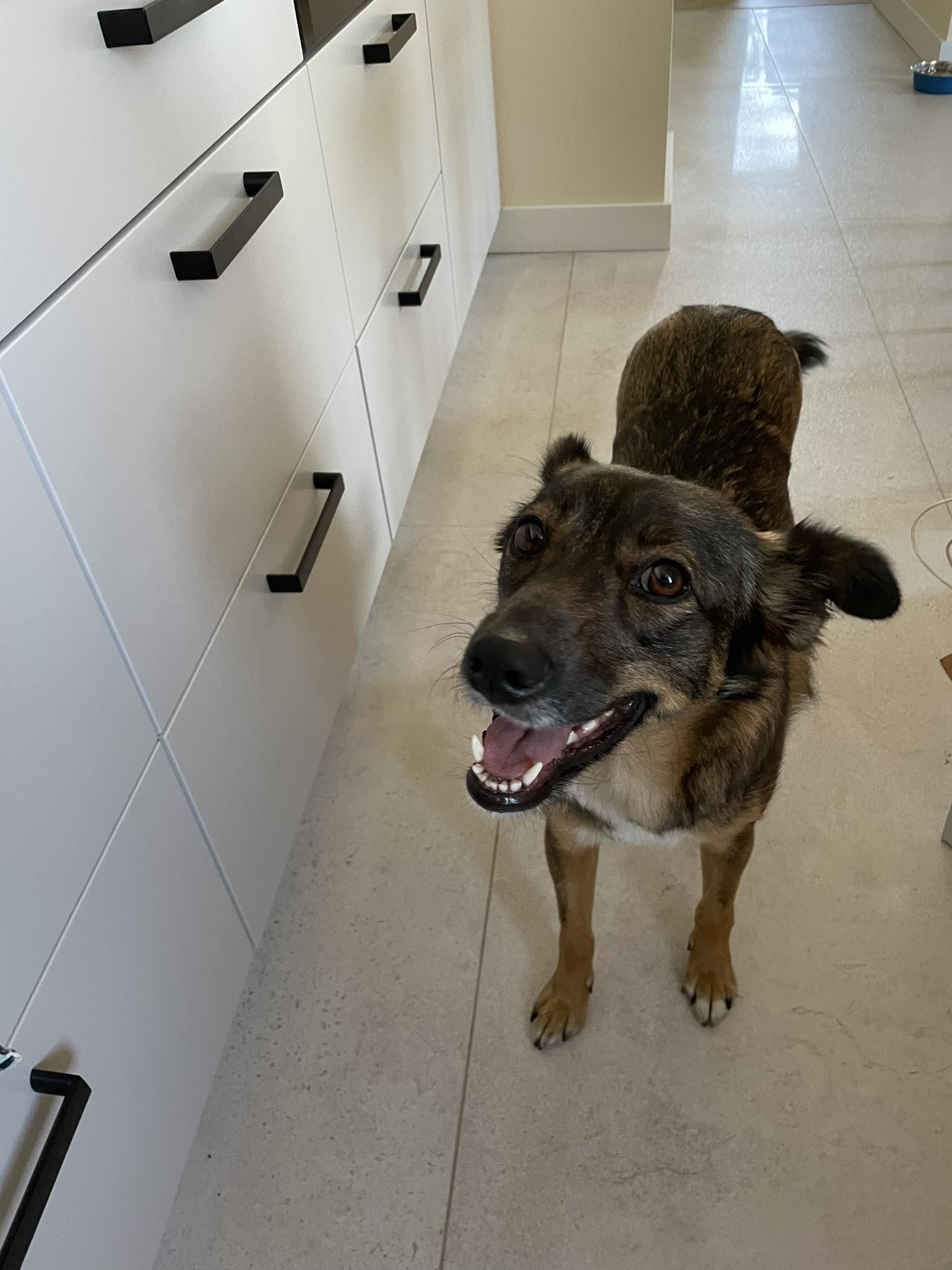 Ether, Rafal's dog, in a bright kitchen